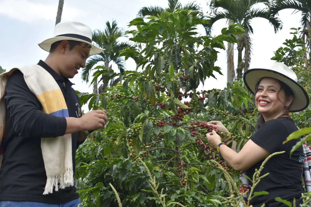 Dos personas cosechando cerezas de café en plantación, sonriendo, en tienda de café de especialidad.